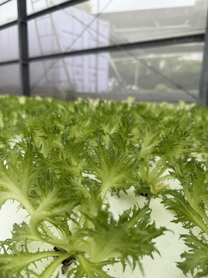 綠火焰生菜