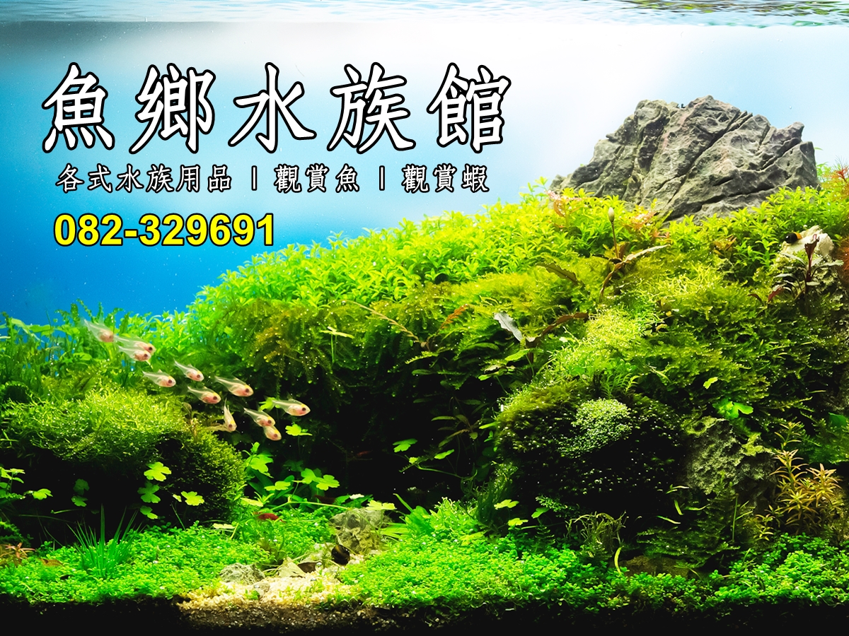 金門魚鄉水族館-觀賞魚 | 觀賞蝦 | 水族用品