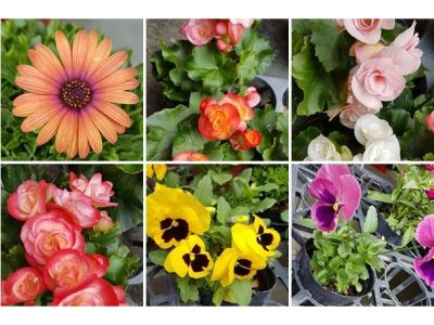 萬隆休閒花坊-undefined