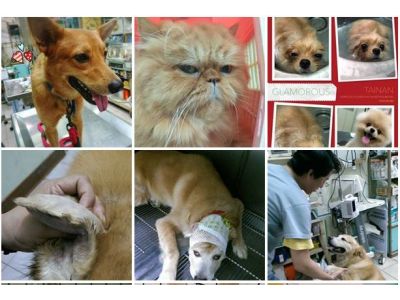 宏愛動物醫院-undefined