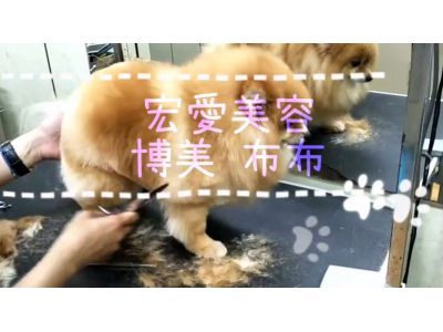 宏愛動物醫院-undefined