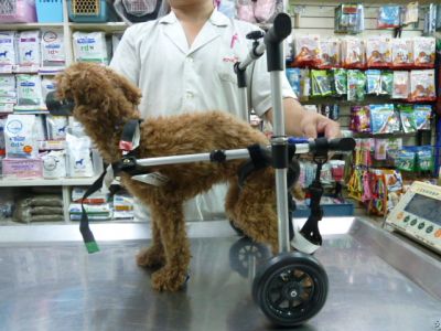 國際犬貓診所-undefined