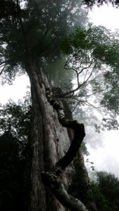 力麗明池股份有限公司-undefined