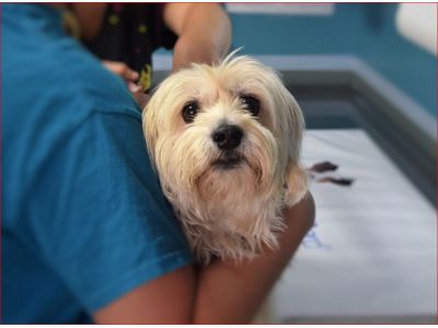 冠生動物醫院-undefined