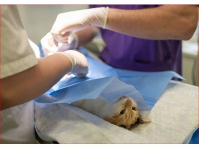 冠生動物醫院-undefined