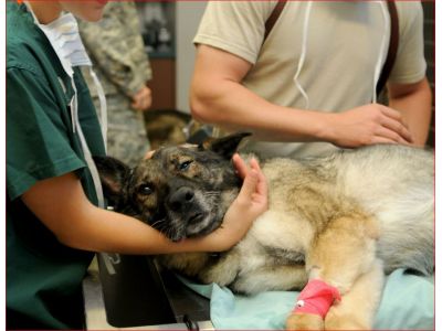 冠生動物醫院-undefined