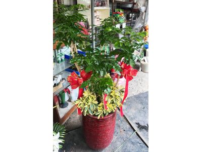 情合花坊｜台中花店 情人節花束 花籃 罐頭塔 會場佈置 蘭花 樹葬 諮詢規劃-undefined