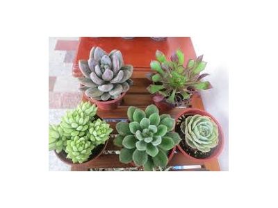 新生種苗園藝-undefined