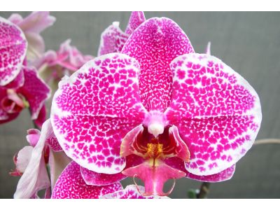 桂冠花卉有限公司-undefined