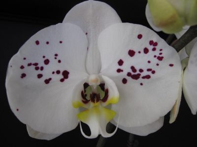 桂冠花卉有限公司-undefined