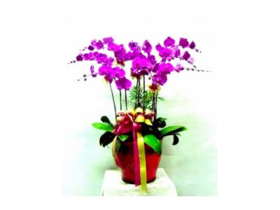 林依林林八林花苑-undefined