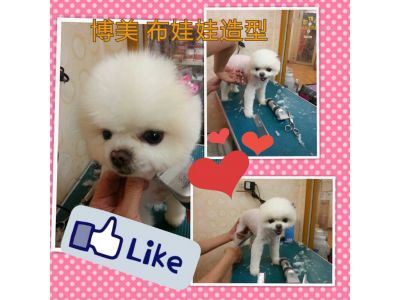 小叮噹寵物美容坊（鄭秀琴）-undefined