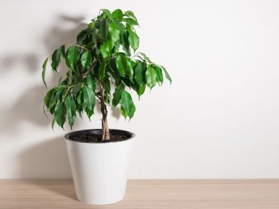 虎尾鮮花禮儀社-undefined