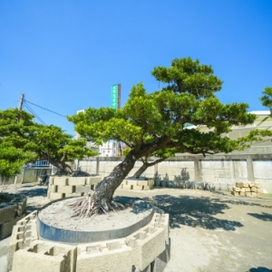 瑞豐種苗園-undefined