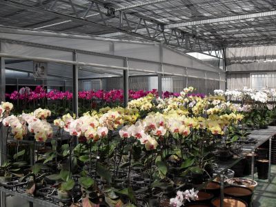 有一間蘭園-undefined